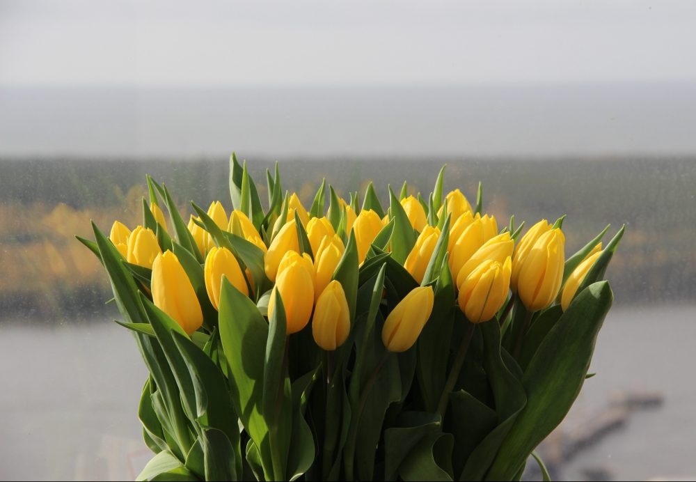 geltonos tulpės