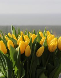 geltonos tulpės